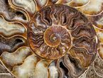 Beautiful Split Ammonite Pair - Agatized #6406-6